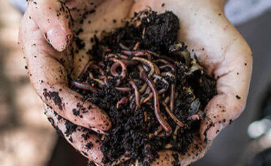 Using worm farms to reduce your food and garden waste (FOGO)