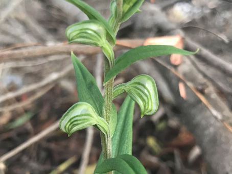 Native Orchids Wildflowers are Illusive and Alluring
