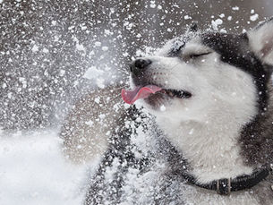 Keep your pets safe and happy in winter