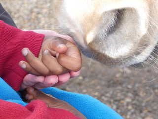 Bodsters Equine Assisted Horse Therapy Isle of Wight