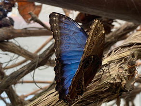 Accessible days out with Evan - Butterfly World, Isle of Wight.