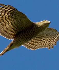 Sparrowhawk