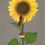 Thumbnail: Sunflower mice print 