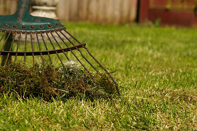 Moss Program Image.jpg