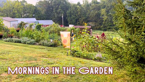 New Video: Getting Fresh Milk & Morning in the Garden at The Yoder Homestead!