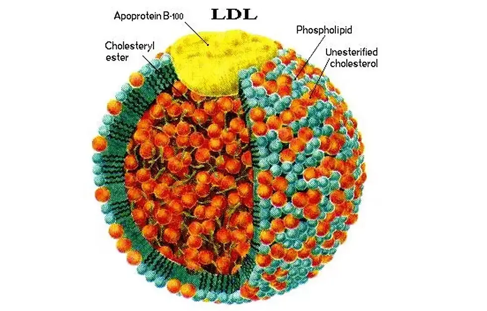 The Cholesterol Tests That Go Where LDL Can't
