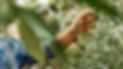 man-picking-olives-from-the-olive-tree-in-the-garden-harvesting-in-mediterranean-olive-gro