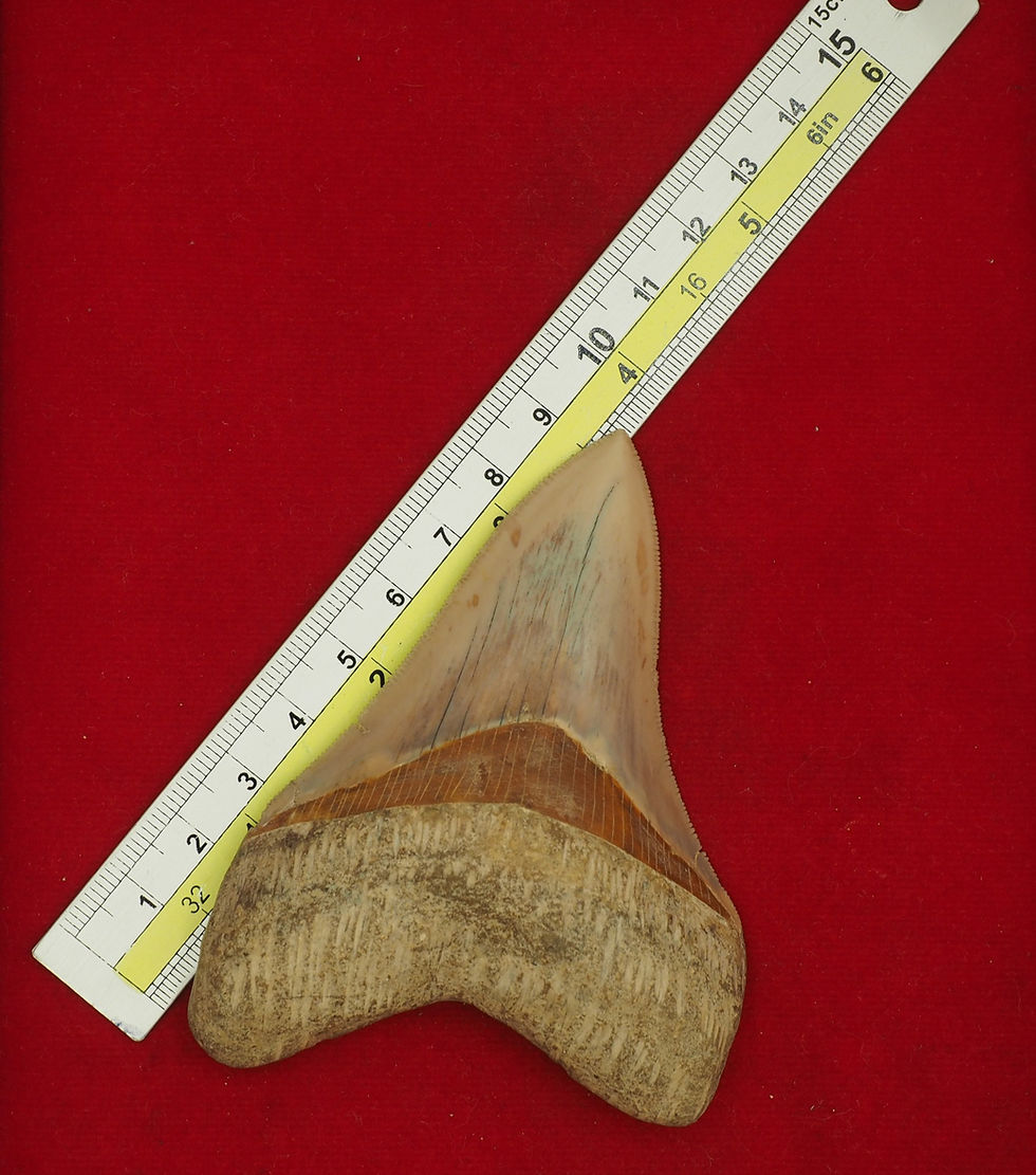 Thumbnail: Carcharocles Megalodon