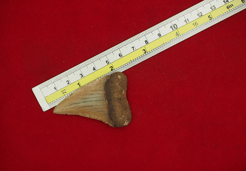 Thumbnail: Chilean Great White Shark Tooth (Fossil)