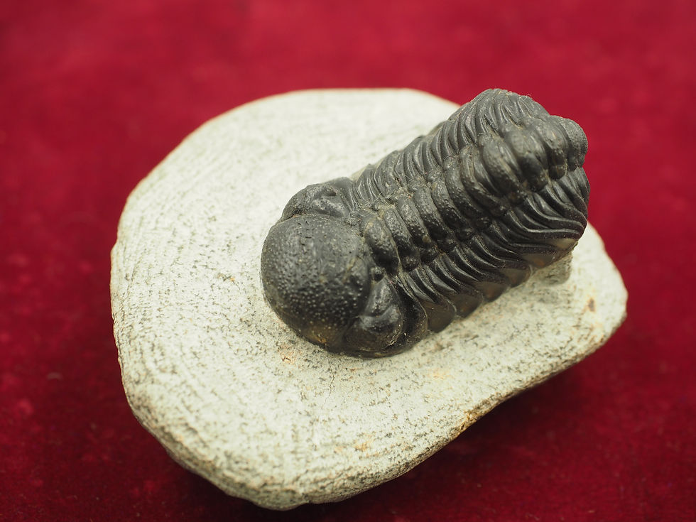 Thumbnail: Phacops Speculator Trilobite