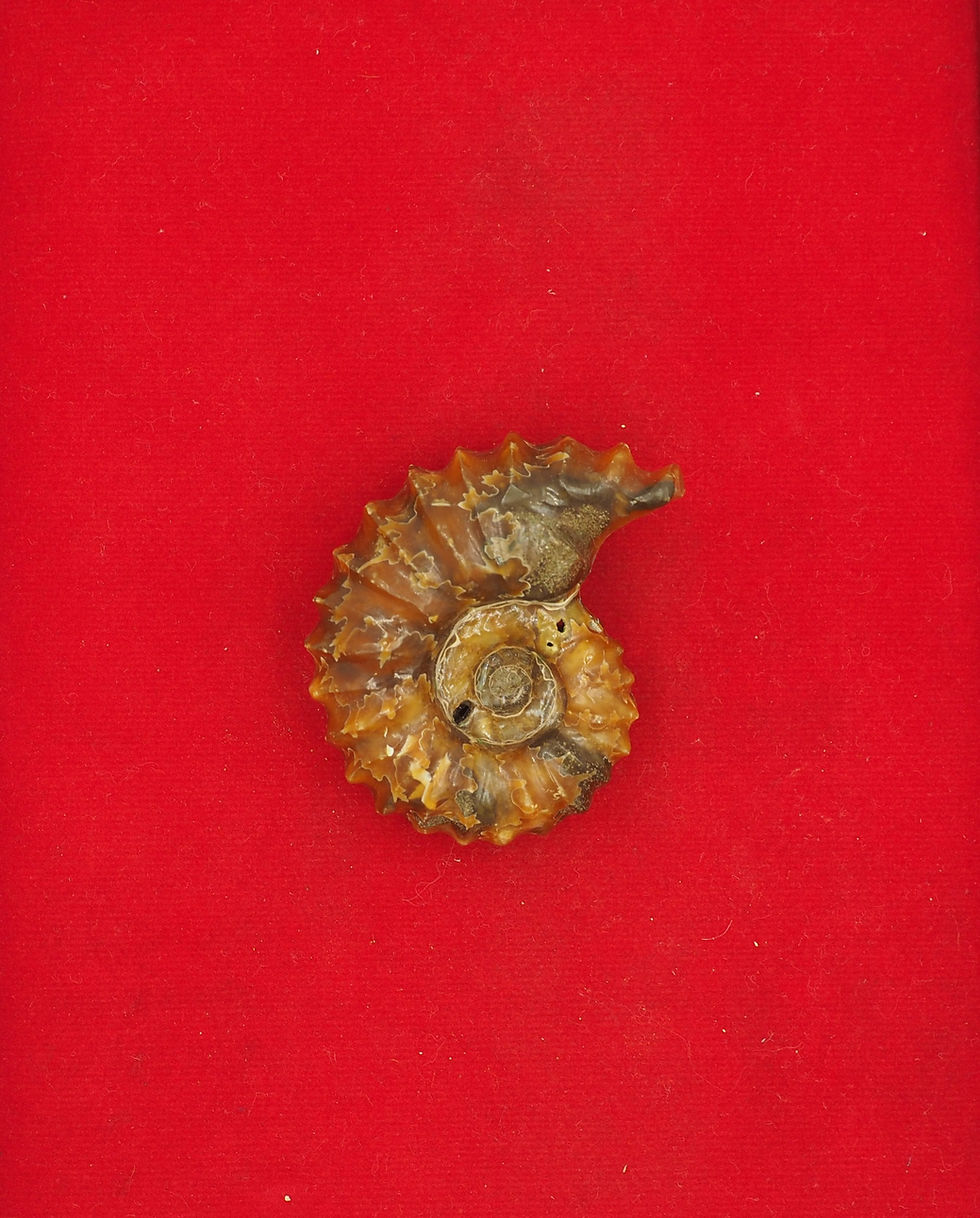 Thumbnail: Douvilleceras Ammonite (71g)