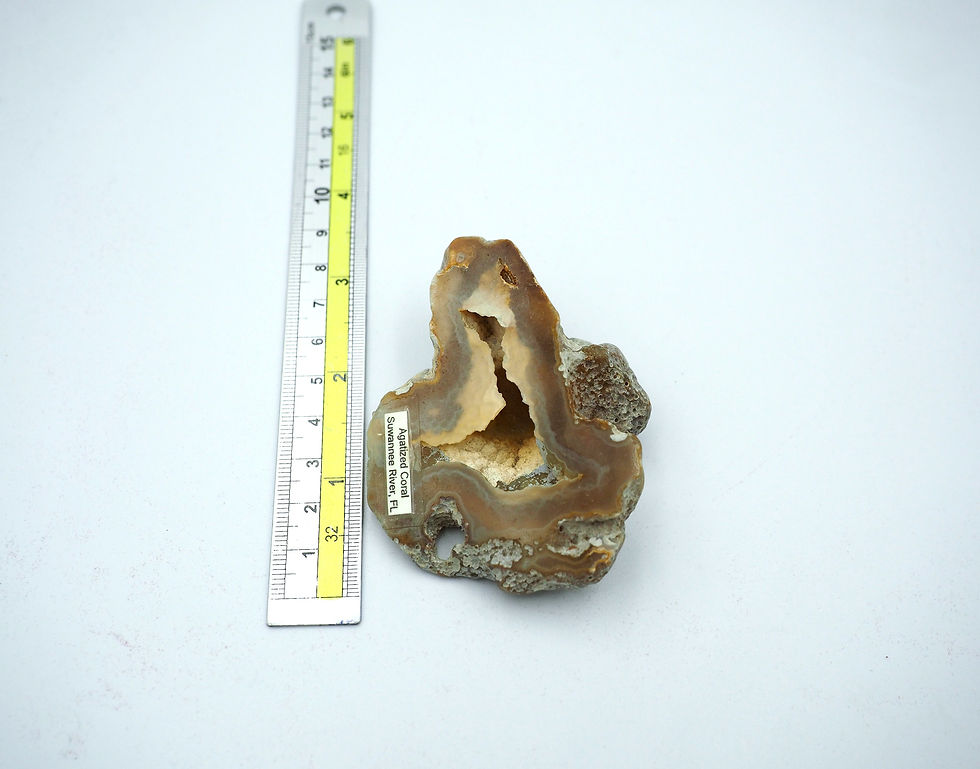 Thumbnail: Agatized Coral Suwannee River, FL