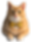 COO- chief observation officer at FFS_edited.png