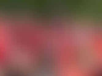 NATIONAL CHAMPS! Lightweight Eight Wins Gold At IRAs