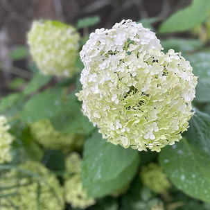 flower_by Ruby Silvious.jpg