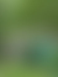 Historic garden wall restoration