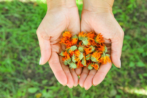 grow-calendula-2.jpeg