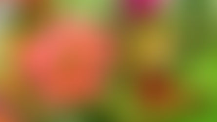 Tea at Clermont Gardens Recap and Photos