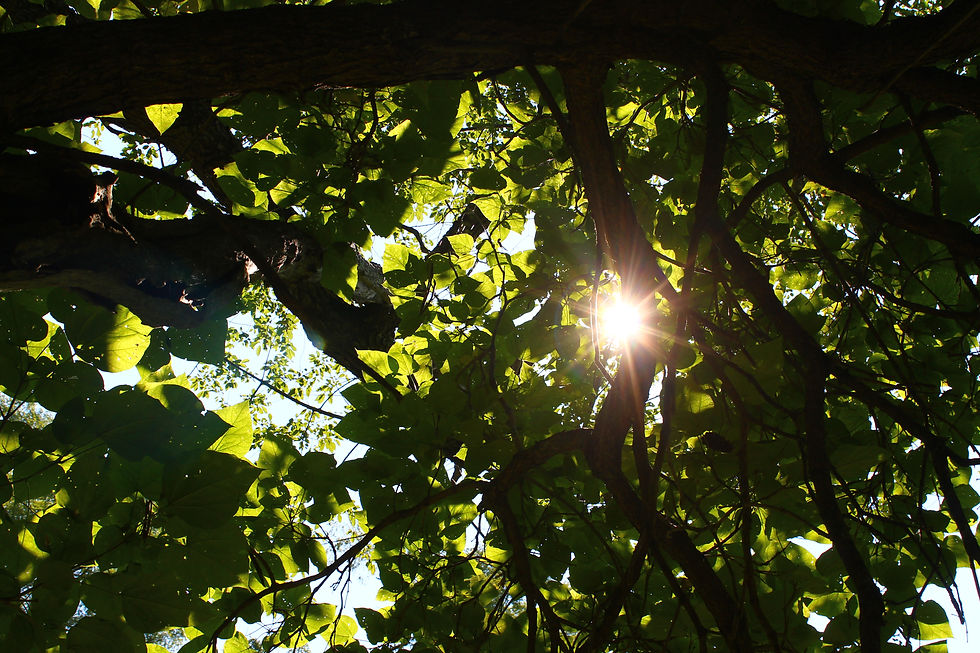 Under a shady tree