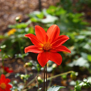 Dahlias- HH Fall 2025 (16).JPG