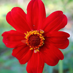 Dahlias- Summer 24 HH.JPG