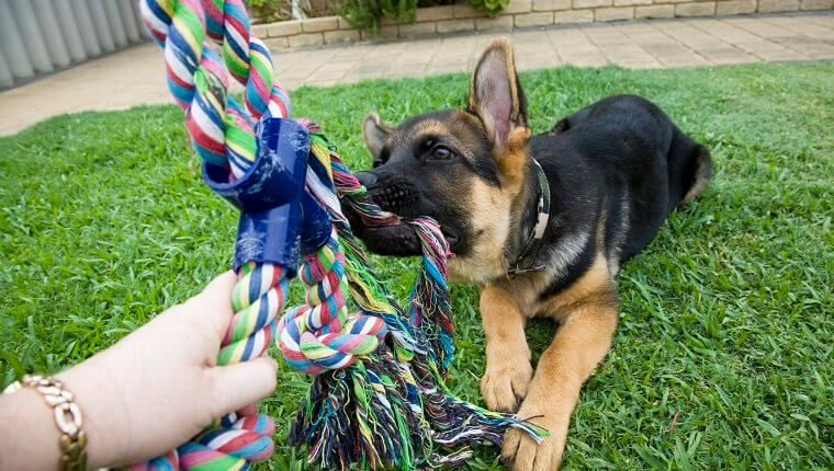 Dog playing in garden