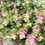 Thumbnail: Ornamental Oregano 'Kent Beauty'