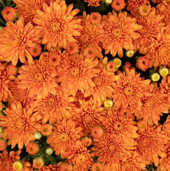 Thumbnail: Chrysanthemum 'Ursula Fancy Orange'