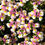Thumbnail: Nemesia 'Escential Pinkberry'