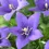 Thumbnail: Dwarf Balloon Flower ‘Astra Blue’