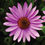 Thumbnail: Coneflower 'Prairie Splendor Deep Rose'