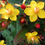 Thumbnail: St. John's Wort 'Magical Midnight Glow'
