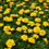 Thumbnail: Marigold 'Durango Yellow'