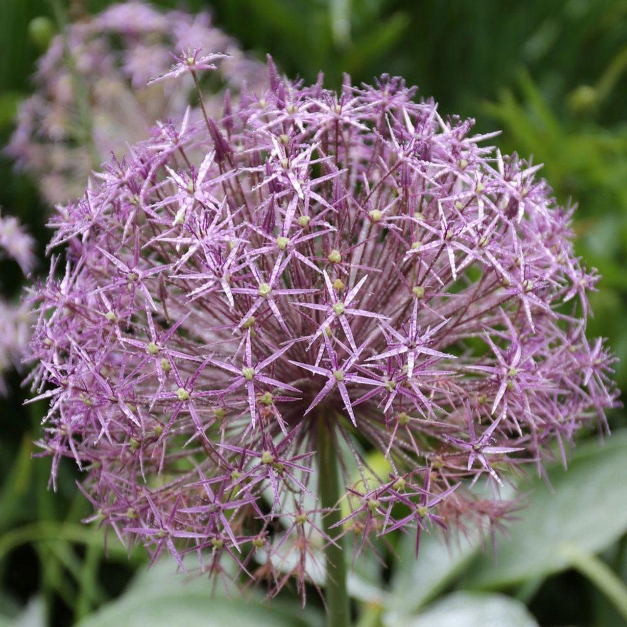 Ornamental Onion 'Christophii'