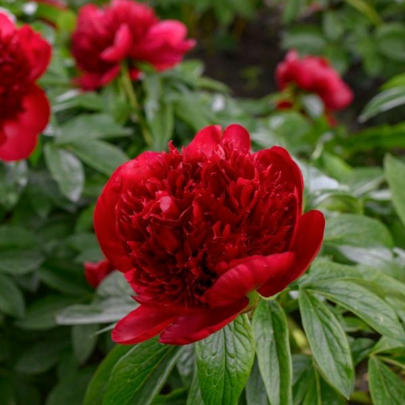Thumbnail: Peony ‘Red Charm’