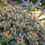 Thumbnail: St. John's Wort 'Globo Coral'