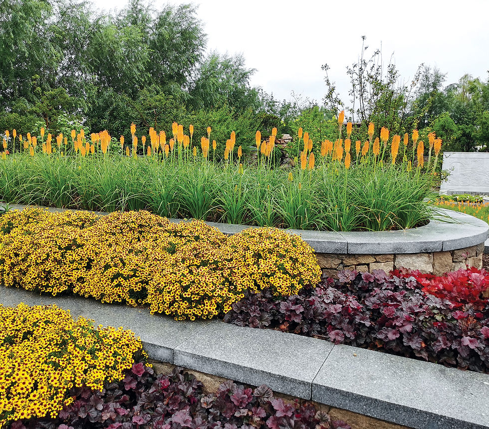 Thumbnail: Coral Bells 'Obsidian'