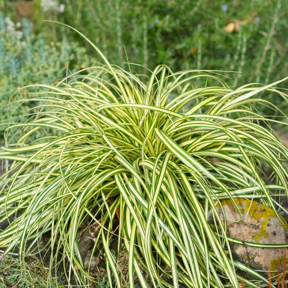 Golden Sedge ‘Evergold’