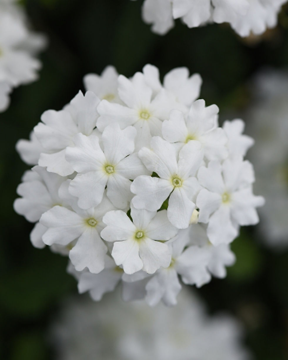 Thumbnail: Verbena (Varieties)