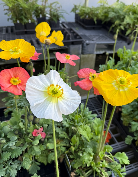 Screenshot 2026-03-30 at 8.25.18 PM.png