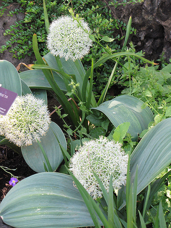 Thumbnail: Ornamental Onion 'Ivory Queen'