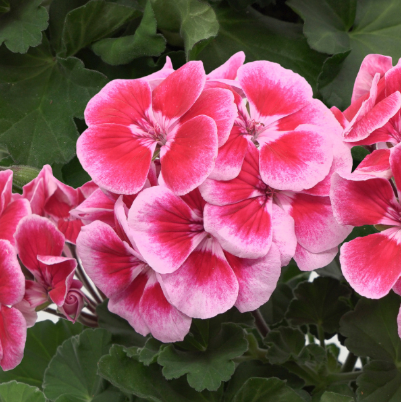 Geranium (Zonal) | Green River Nursery