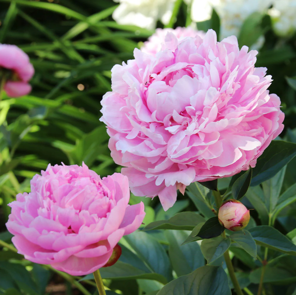 Peony 'Sarah Bernhardt'