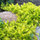 Thumbnail: Creeping Jenny 'Goldilocks'