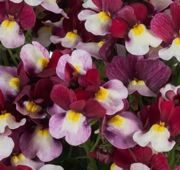 Thumbnail: Nemesia ‘Escential Cherryberry’