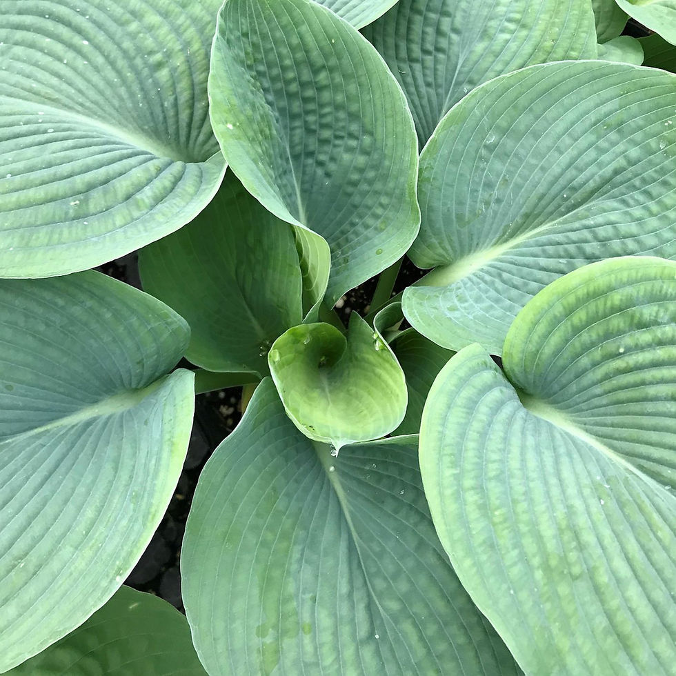 Thumbnail: Hosta 'Elegans'