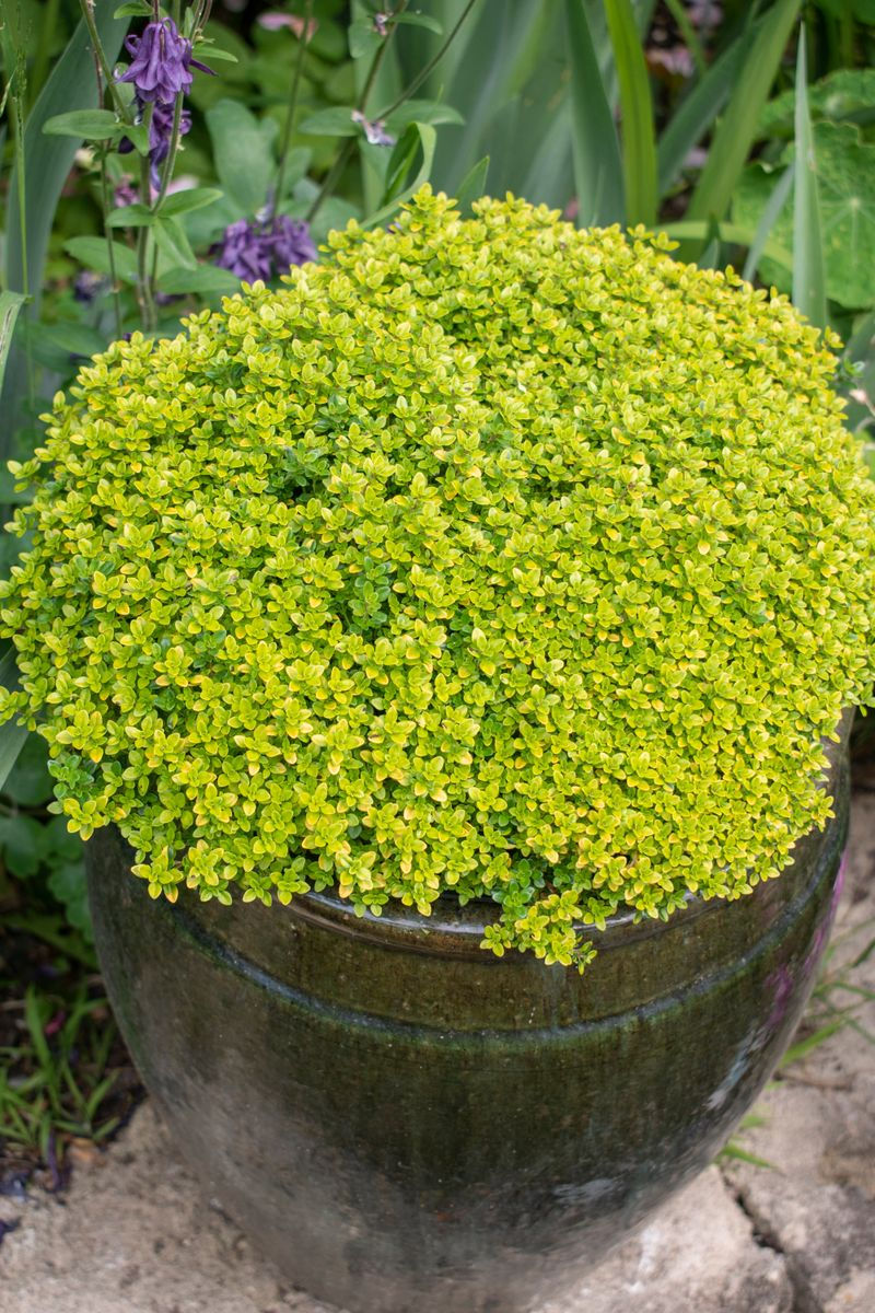 Thumbnail: Thyme 'Archer's Gold'
