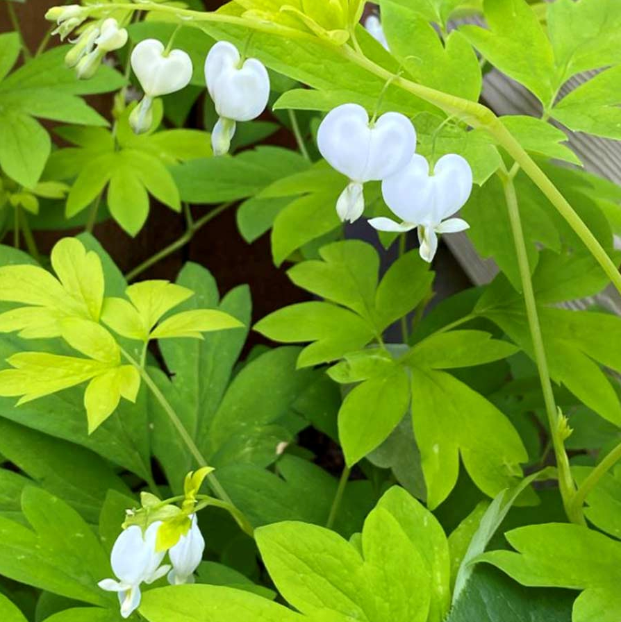 Thumbnail: Bleeding Heart 'White Gold'