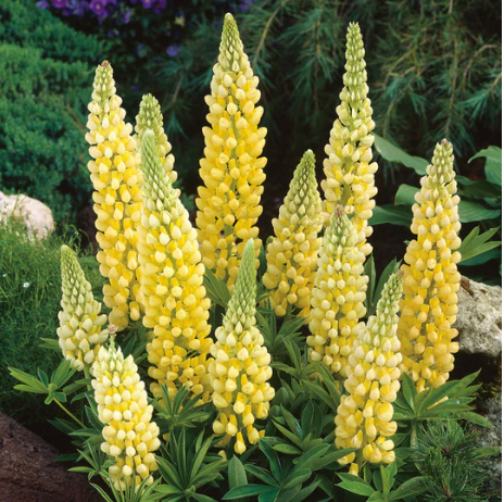 Thumbnail: Lupine 'Gallery Yellow'