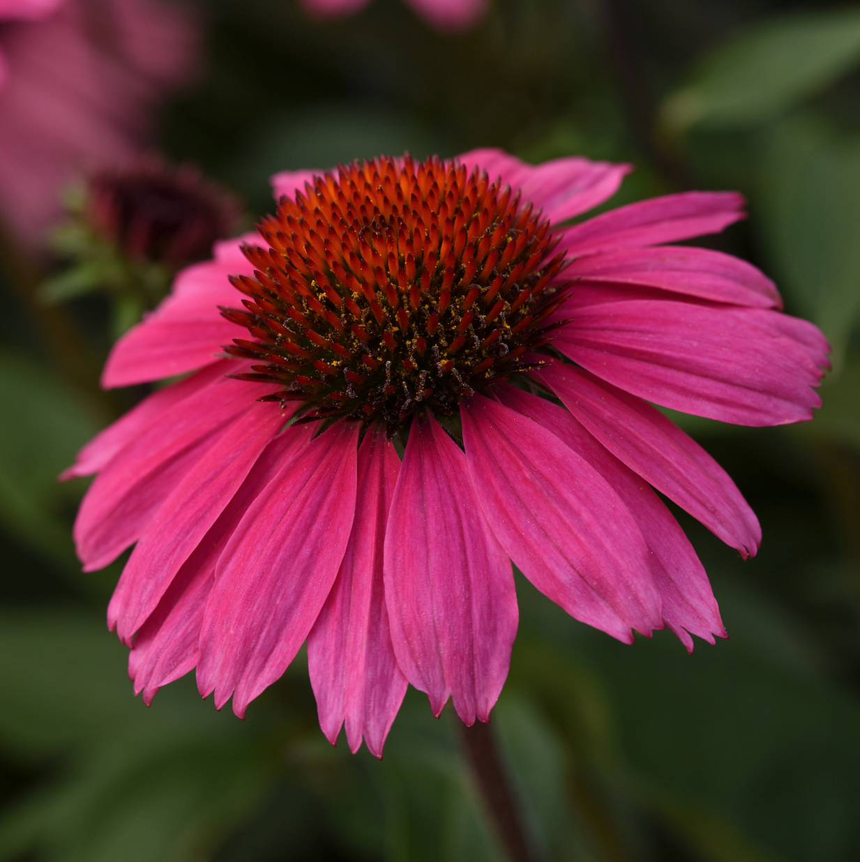 Coneflower 'Sombrero Rosada'